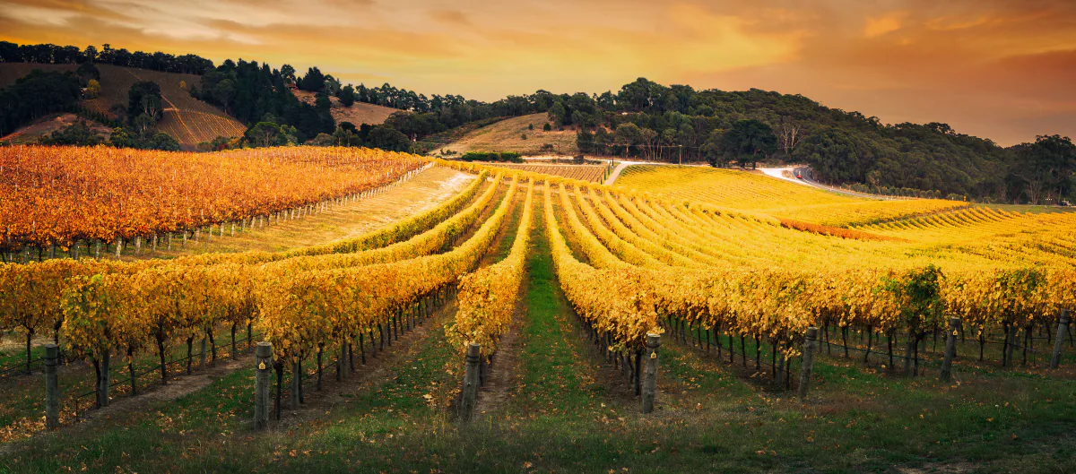 Vineyard rows at golden hour